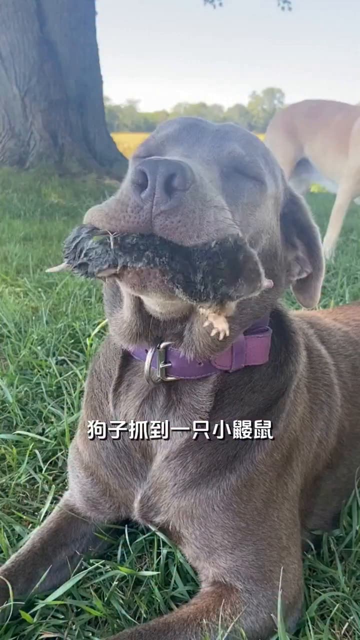 新世界天降神兵[木行{魔}功護體